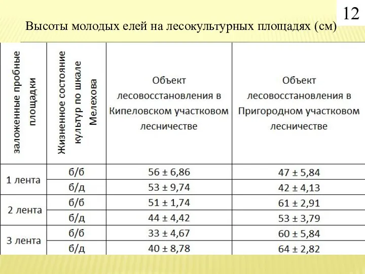 Высоты молодых елей на лесокультурных площадях (см) 12