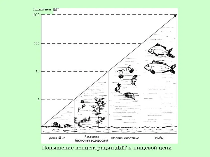 Повышение концентрации ДДТ в пищевой цепи