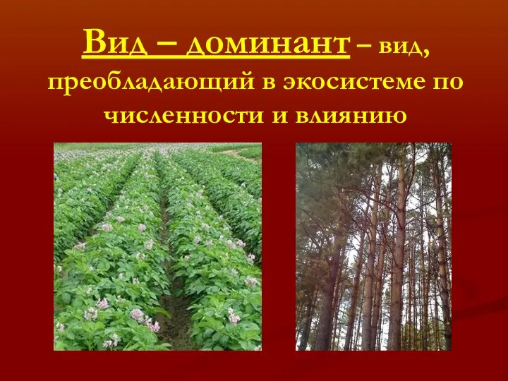 Вид – доминант – вид, преобладающий в экосистеме по численности и влиянию