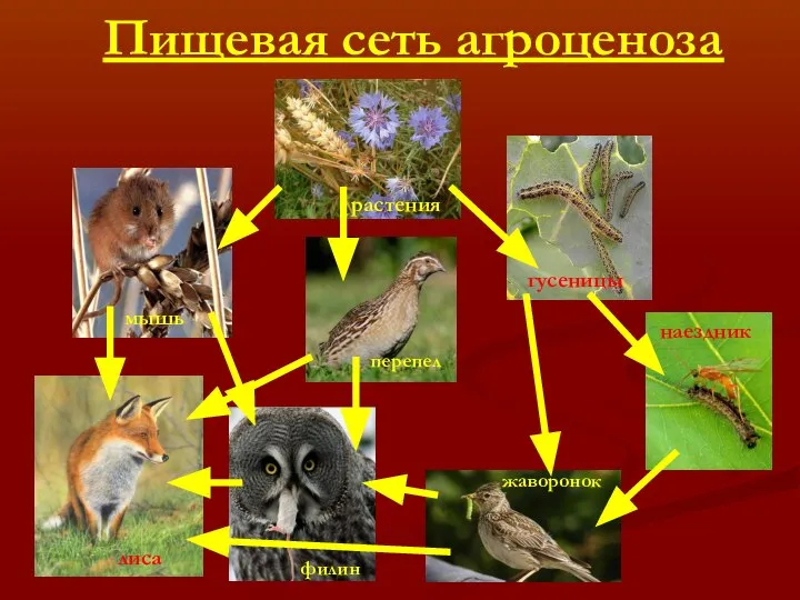 Пищевая сеть агроценоза жаворонок филин перепел наездник гусеницы лиса растения мышь