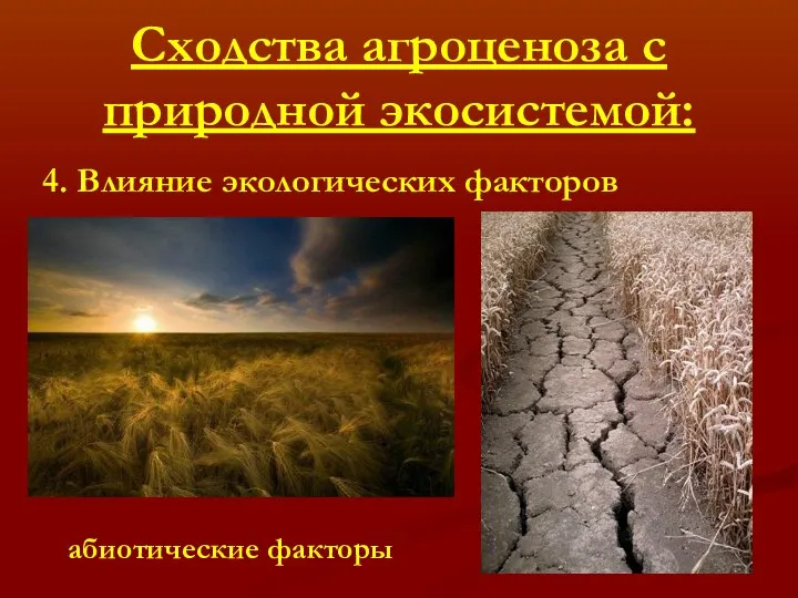 Сходства агроценоза с природной экосистемой: 4. Влияние экологических факторов абиотические факторы