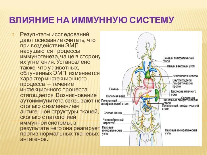 ВЛИЯНИЕ НА ИММУННУЮ СИСТЕМУ Результаты исследований дают основание считать, что при