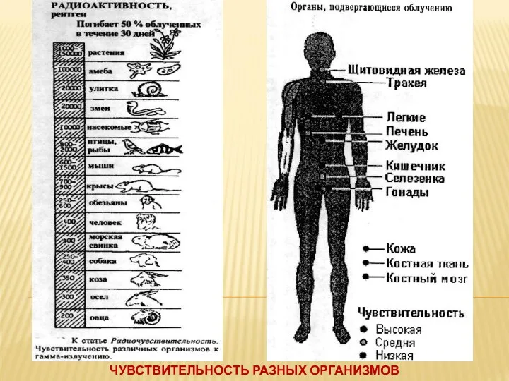 ЧУВСТВИТЕЛЬНОСТЬ РАЗНЫХ ОРГАНИЗМОВ