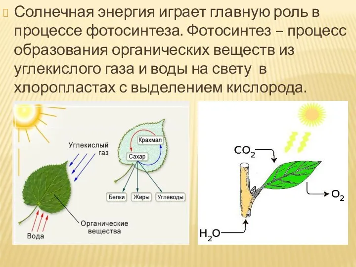Солнечная энергия играет главную роль в процессе фотосинтеза. Фотосинтез – процесс