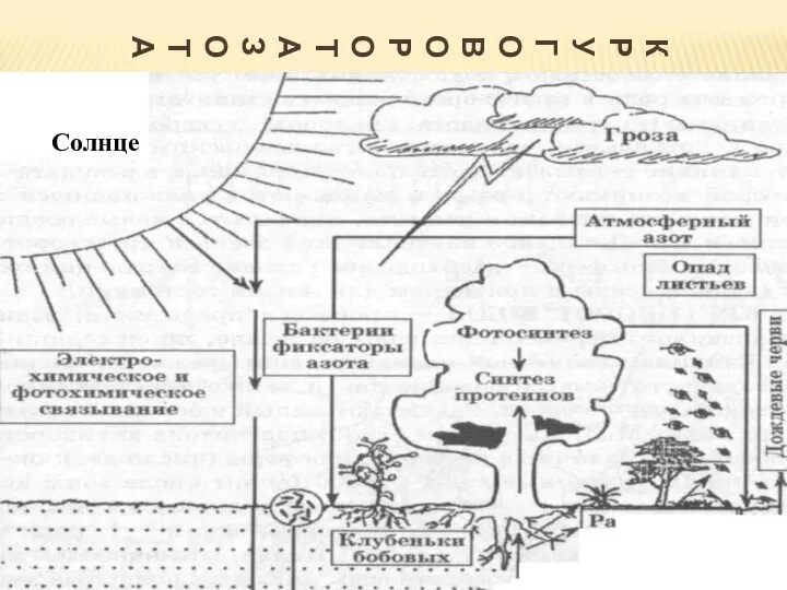 КРУГОВОРОТ АЗОТА