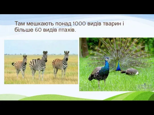 Там мешкають понад 1000 видів тварин і більше 60 видів птахів.