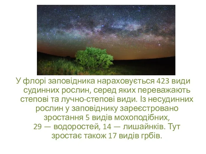 У флорі заповідника нараховується 423 види судинних рослин, серед яких переважають