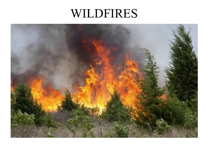 WILDFIRES