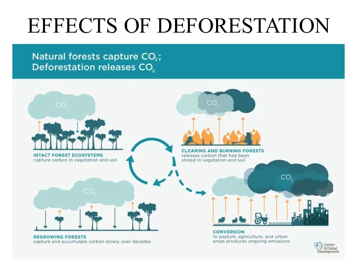 EFFECTS OF DEFORESTATION