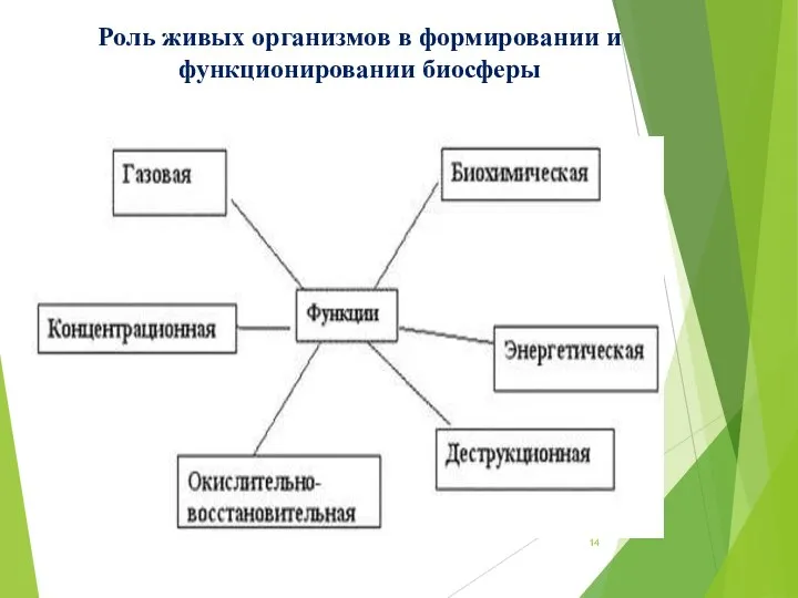 Роль живых организмов в формировании и функционировании биосферы