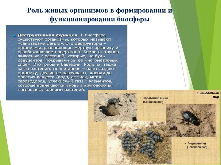 Роль живых организмов в формировании и функционировании биосферы