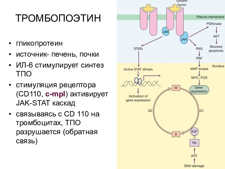 ТРОМБОПОЭТИН гликопротеин источник- печень, почки ИЛ-6 стимулирует синтез ТПО стимуляция рецептора