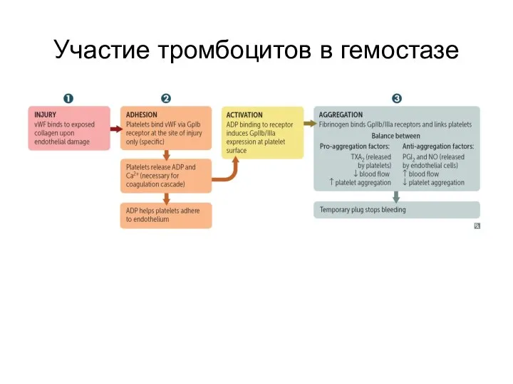 Участие тромбоцитов в гемостазе