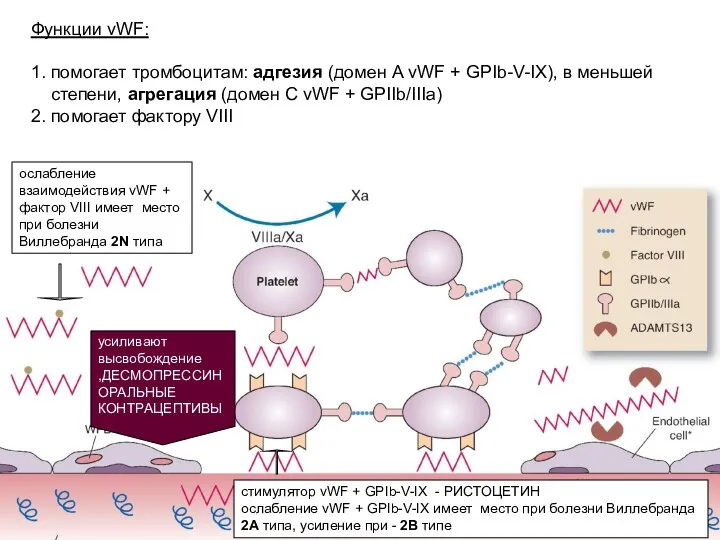 Функции vWF: 1. помогает тромбоцитам: адгезия (домен А vWF + GPIb-V-IX),