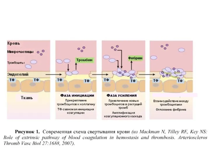 The process of amplification occurs independently of the TF – FVIIa