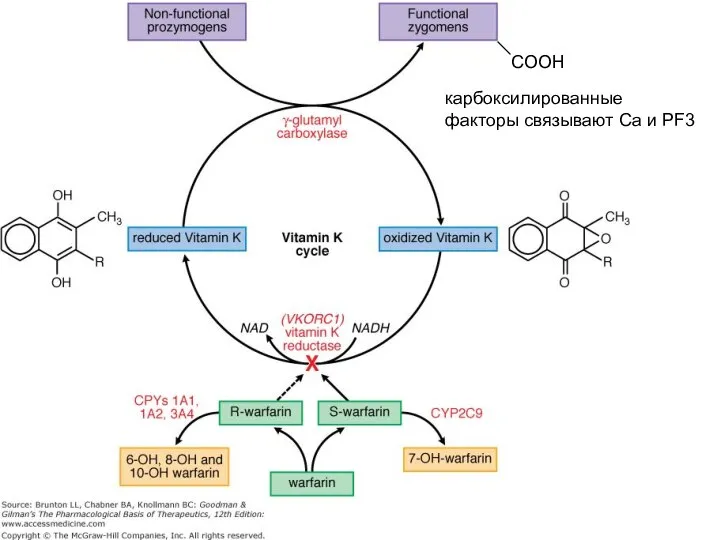 Carboxylated factors are now able to bind to calcium and PF3