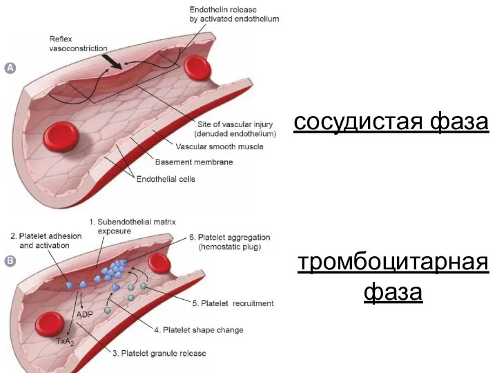 тромбоцитарная фаза сосудистая фаза