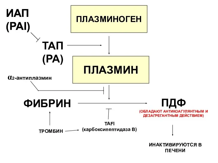 ИНАКТИВИРУЮТСЯ В ПЕЧЕНИ ПЛАЗМИНОГЕН ПЛАЗМИН ФИБРИН ПДФ (ОБЛАДАЮТ АНТИКОАГУЛЯНТНЫМ И ДЕЗАГРЕГАНТНЫМ