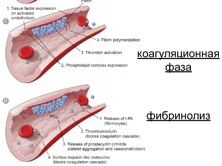 коагуляционная фаза фибринолиз