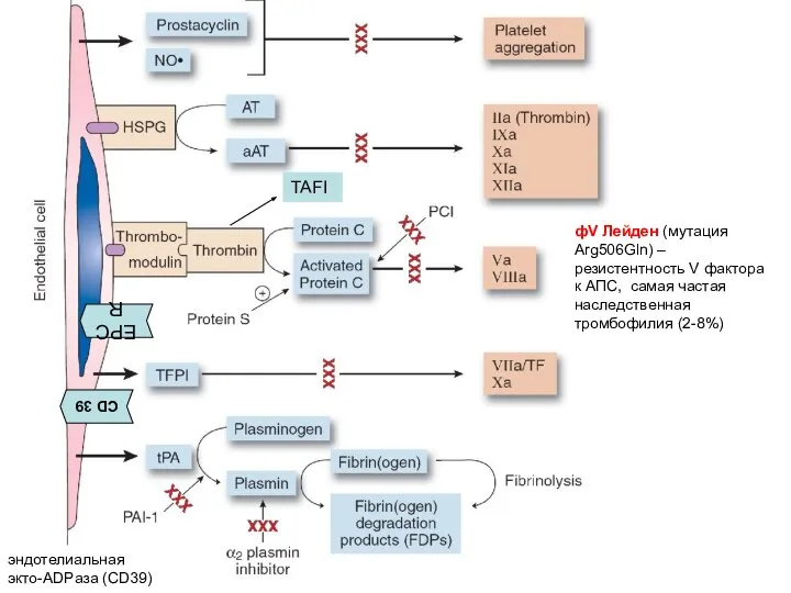 FV Leiden (FV Arg506Gln) that is resistant to APC, leading to