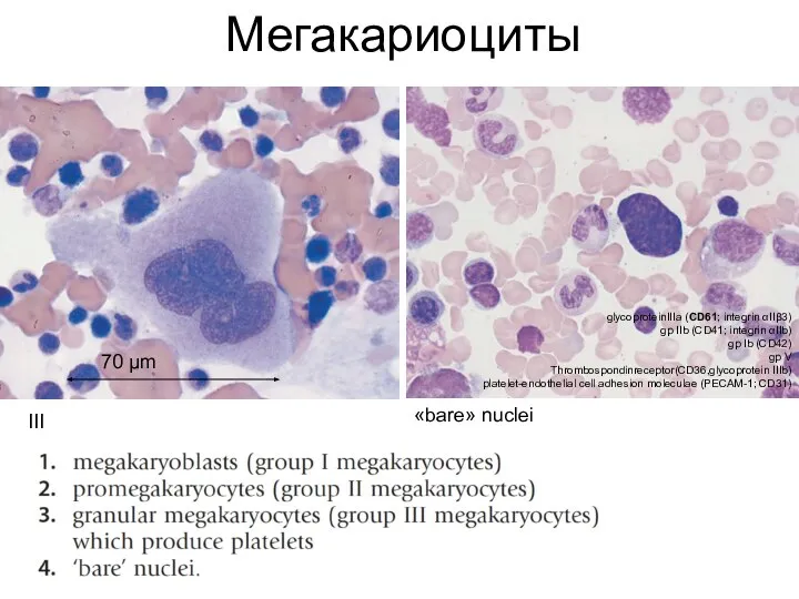 Мегакариоциты III «bare» nuclei 70 μm glycoproteinIIIa (CD61; integrin αIIβ3) gp