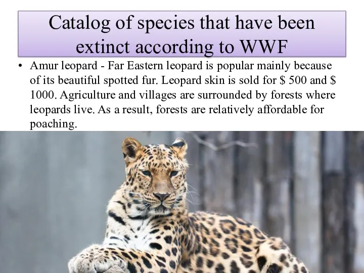 Catalog of species that have been extinct according to WWF Amur