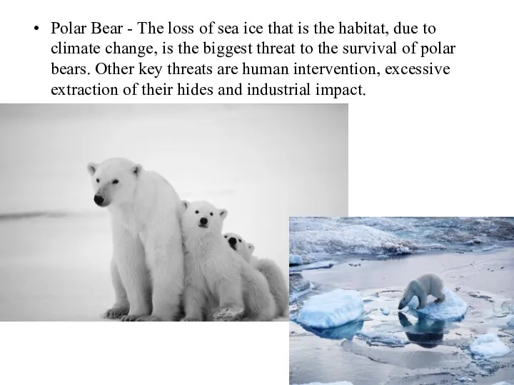 Polar Bear - The loss of sea ice that is the