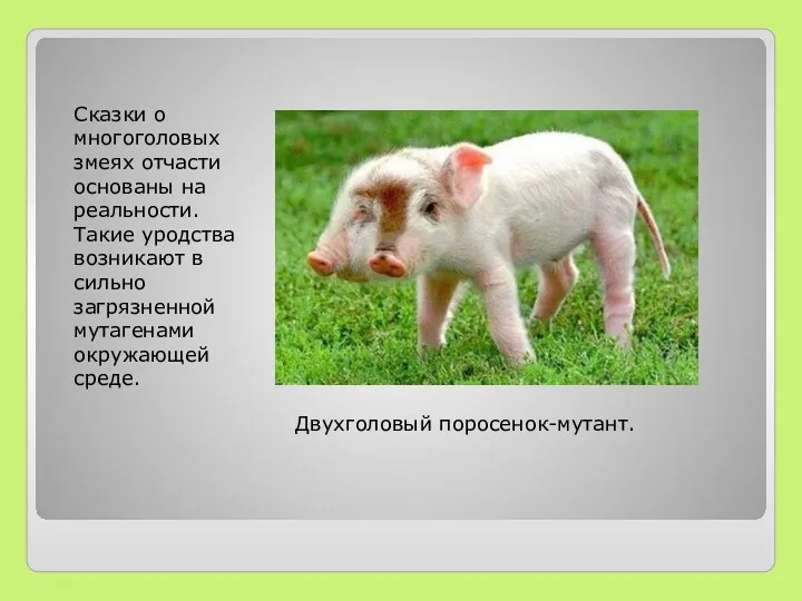 Сказки о многоголовых змеях отчасти основаны на реальности. Такие уродства возникают