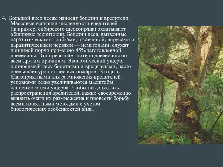 4. Большой вред лесам наносят болезни и вредители. Массовые вспышки численности