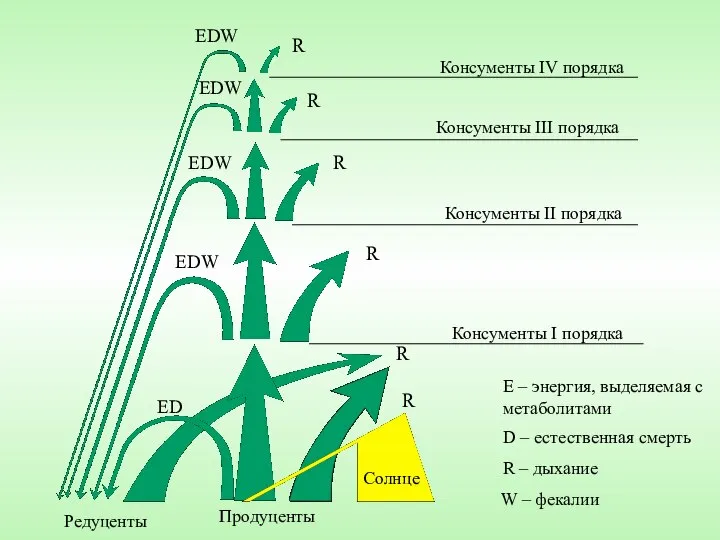 R R R R R EDW EDW EDW EDW ED Редуценты