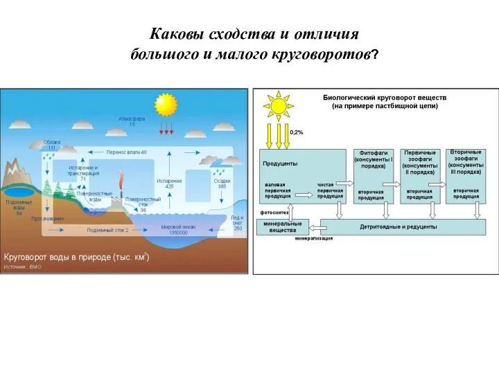 Каковы сходства и отличия большого и малого круговоротов?