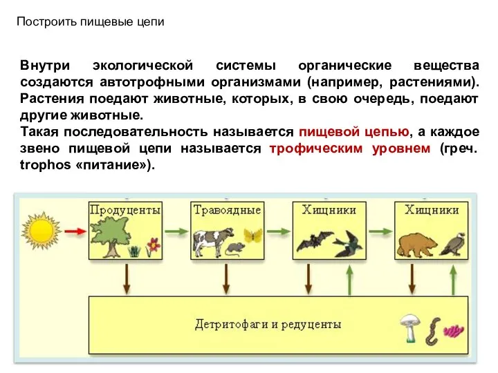 Внутри экологической системы органические вещества создаются автотрофными организмами (например, растениями). Растения