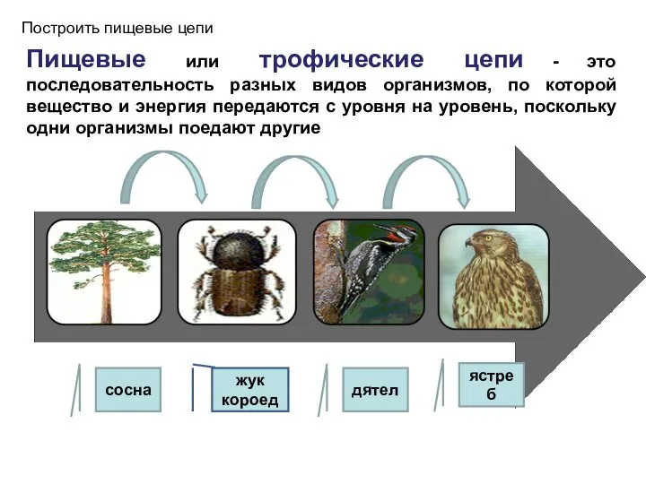 сосна жук короед дятел ястреб Пищевые или трофические цепи - это