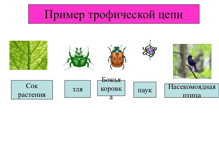 Сок растения тля Божья коровка паук Насекомоядная птица Пример трофической цепи