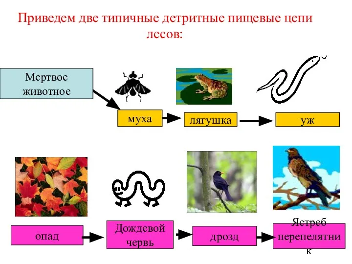 Мертвое животное Приведем две типичные детритные пищевые цепи лесов: муха лягушка