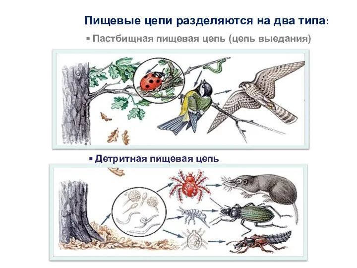 Пищевые цепи разделяются на два типа: Пастбищная пищевая цепь (цепь выедания) Детритная пищевая цепь