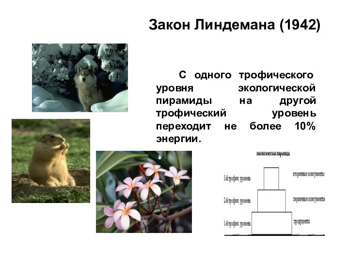 Закон Линдемана (1942) С одного трофического уровня экологической пирамиды на другой