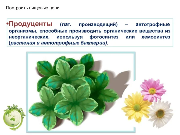 Продуценты (лат. производящий) – автотрофные организмы, способные производить органические вещества из