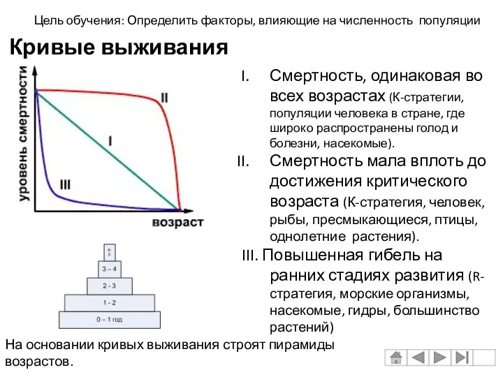 Смертность, одинаковая во всех возрастах (К-стратегии, популяции человека в стране, где