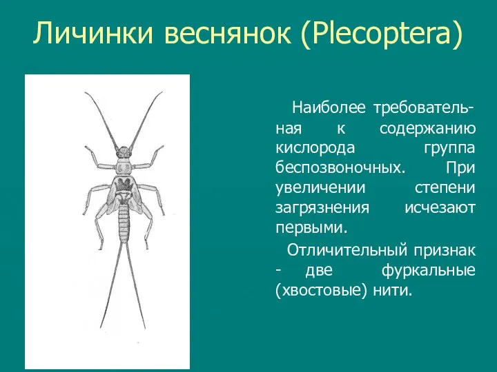 Личинки веснянок (Plecoptera) Наиболее требователь- ная к содержанию кислорода группа беспозвоночных.