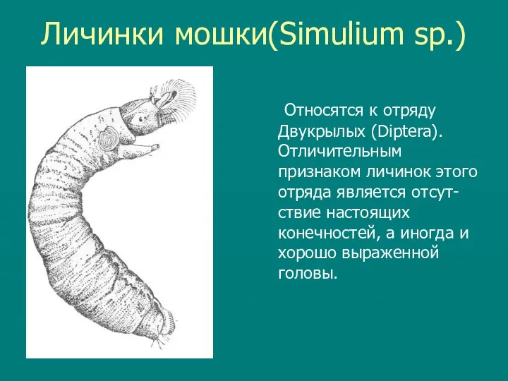 Личинки мошки(Simulium sp.) Относятся к отряду Двукрылых (Diptera). Отличительным признаком личинок