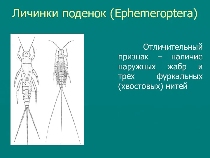 Личинки поденок (Ephemeroptera) Отличительный признак – наличие наружных жабр и трех фуркальных (хвостовых) нитей