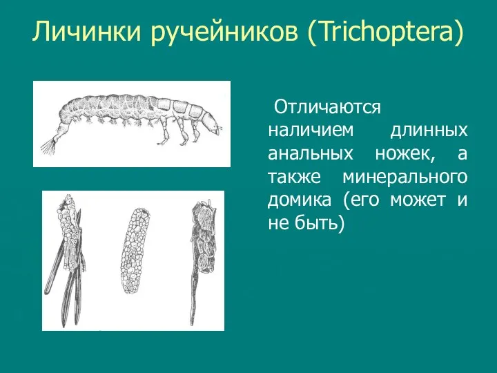 Личинки ручейников (Trichoptera) Отличаются наличием длинных анальных ножек, а также минерального