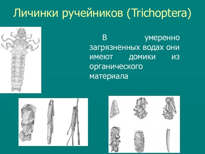 Личинки ручейников (Trichoptera) В умеренно загрязненных водах они имеют домики из органического материала