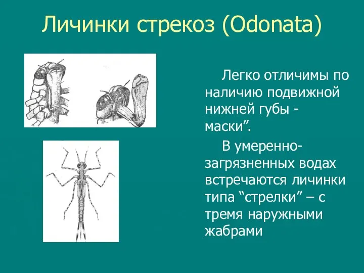 Личинки стрекоз (Odonata) Легко отличимы по наличию подвижной нижней губы -