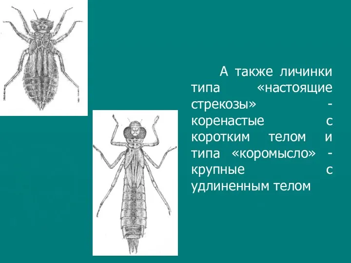 А также личинки типа «настоящие стрекозы» - коренастые с коротким телом
