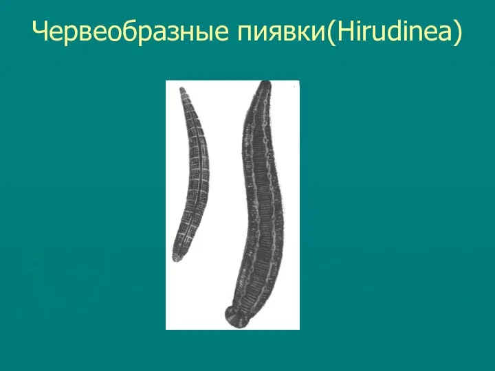 Червеобразные пиявки(Hirudinea)