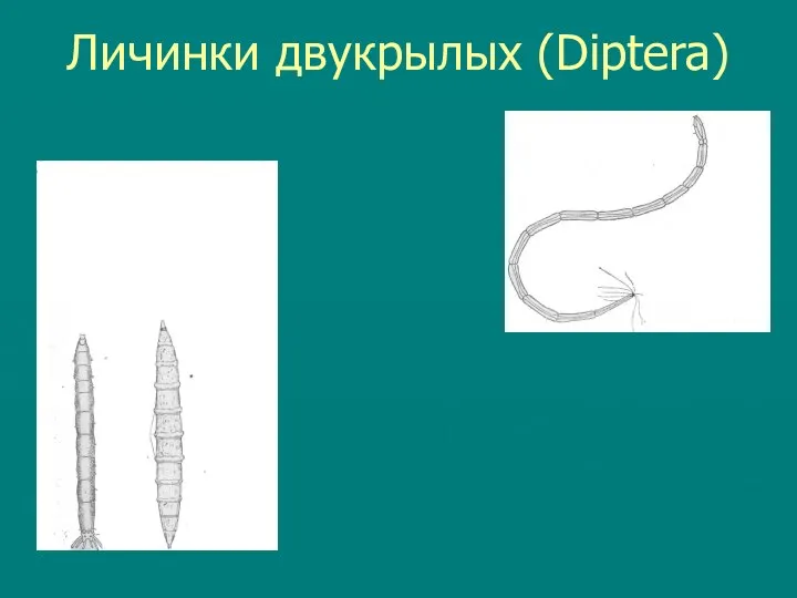 Личинки двукрылых (Diptera)