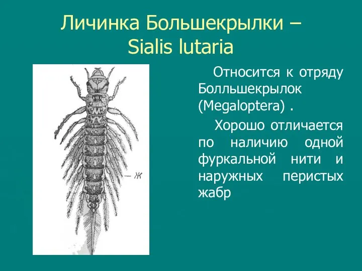 Личинка Большекрылки – Sialis lutaria Относится к отряду Болльшекрылок (Megaloptera) .