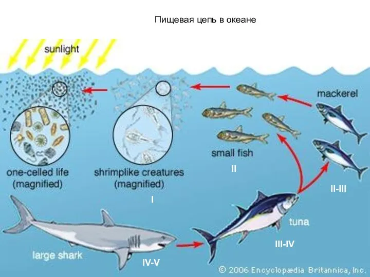 Пищевая цепь в океане I II II-III III-IV IV-V